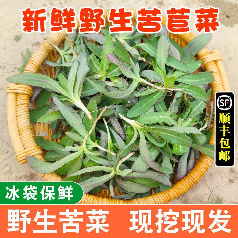 苦苦菜野生新鲜现挖现发应当季蔬菜苦曲曲菜带根苦苣菜曲麻菜嫩芽