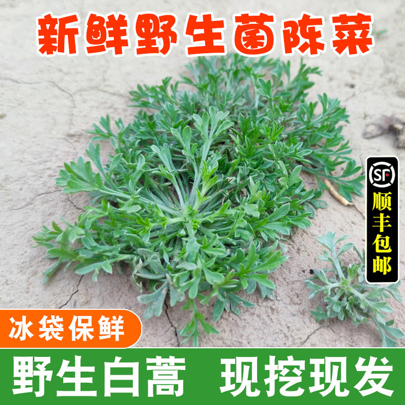 菌陈新鲜纯野生应当季野菜嫩芽三月白蒿陈草茵绵茵陈草茶现挖整箱