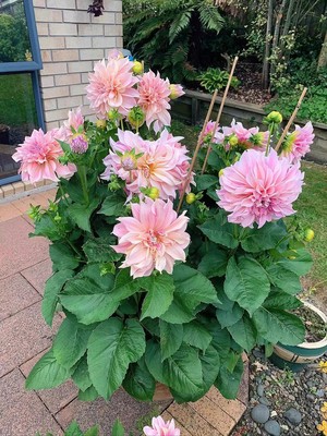 大丽花种球根花卉盆栽庭院鲜花种子四季种易活花苗大丽菊花地瓜花