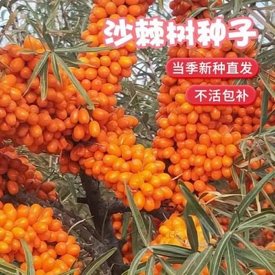 沙棘种子大果小带刺树枣