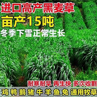 进口耐寒黑麦草种子宽叶牧草四季多年生猪牛羊鸡鸭鹅鱼四倍体草种
