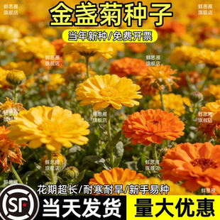 金盏菊花种子矮生长生菊种籽室内盆栽多年生花草庭院花卉四季耐寒