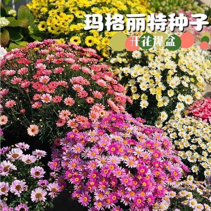 玛格丽特花种籽子一年四季播种易活糖果菊小雏菊庭院阳台室内花草