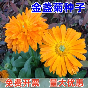 可泡茶喝金盏菊花种子籽醒酒花耐寒室外庭院小区绿化乡村美化好种