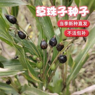 散装草珠子种子薏苡草菩提薏珠子门帘佛珠子散珠手串种子 包邮