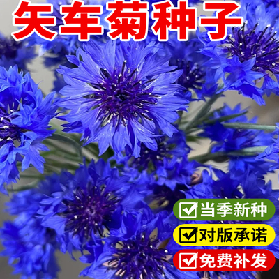 矢车菊花种子花籽四季播种开花庭院阳台盆栽蓝芙蓉车轮花耐热耐旱