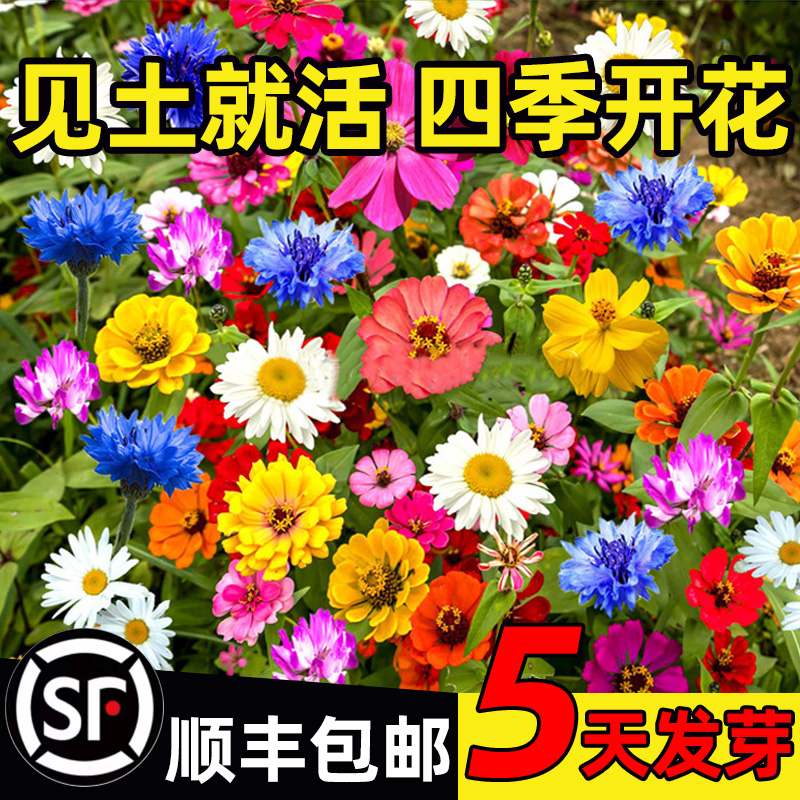 野花组合种子四季播开除虫菊