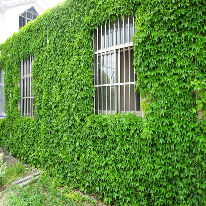 爬山虎种子四季易活爬墙花卉攀爬花种籽子孑五叶地锦室外爬藤植物