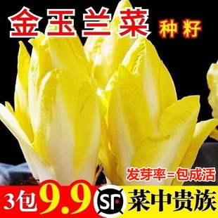 9.9元 多年生比利时软化紫菊苣生菜籽阳台盆栽 3包金玉兰菜种子四季