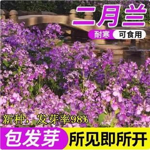 二月兰种子 耐寒耐荫春秋季播花卉籽绿化景观花绿肥诸葛菜种籽