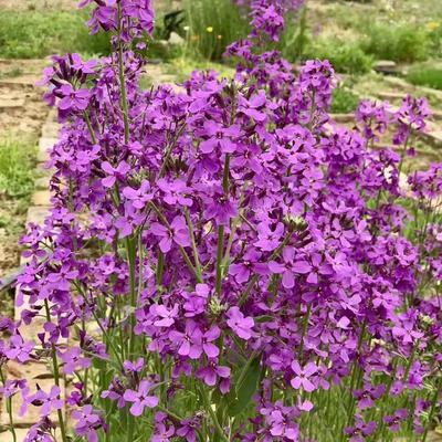 蓝香芥种子紫色彩油菜花籽