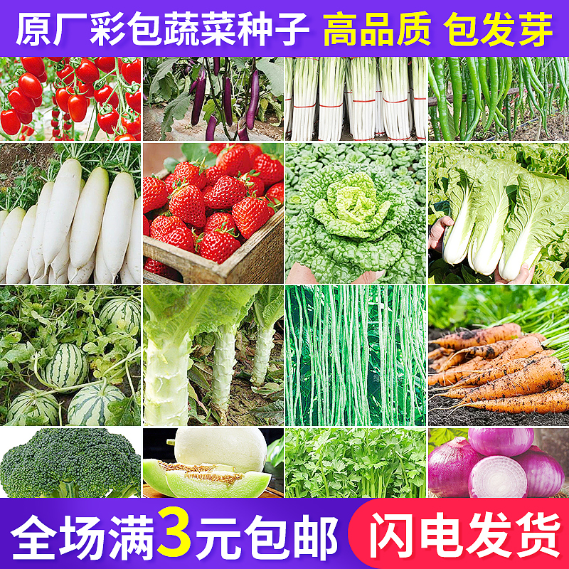 蔬菜种子阳台庭院四季播盆栽辣椒香菜番茄黄瓜洋葱香甜瓜种籽大全