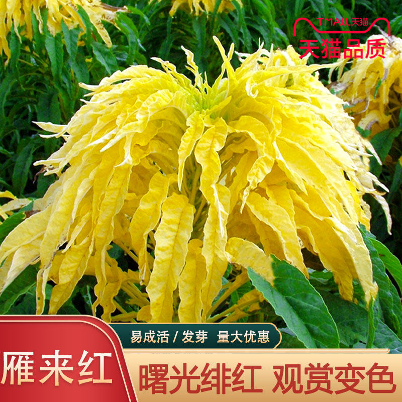 雁来红花种子花期长多年生四季室外花草长春花低矮花卉开花植物