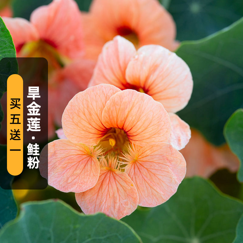 鲑鱼粉色旱金莲花籽8粒钱