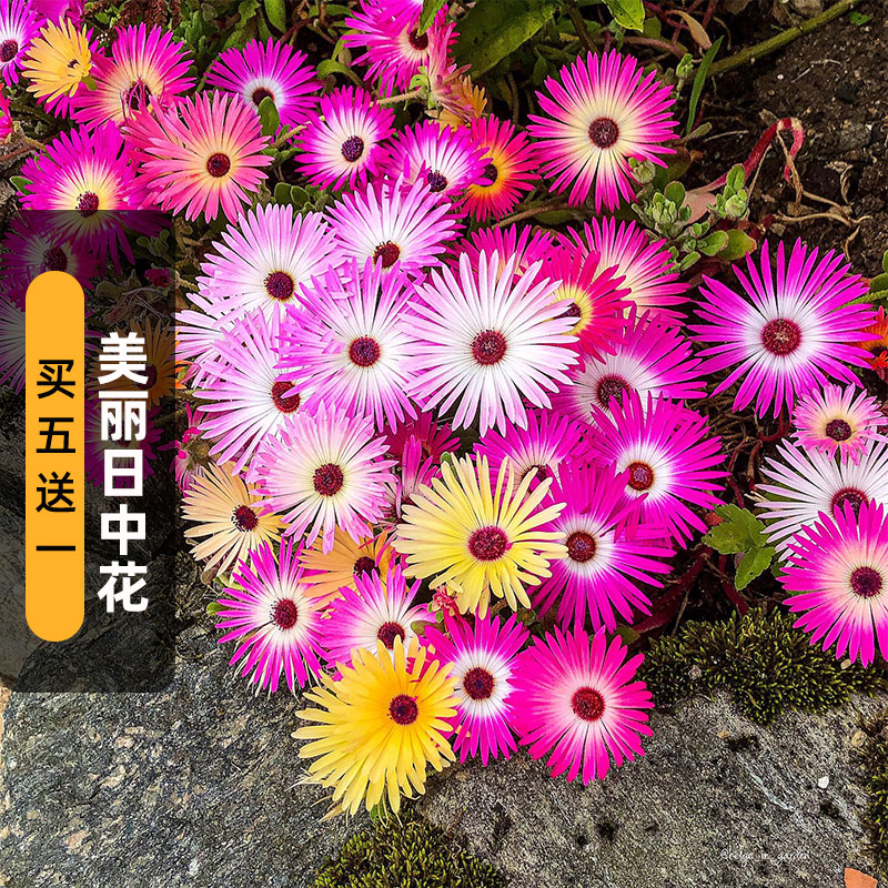 美丽日中花籽200粒龙须海