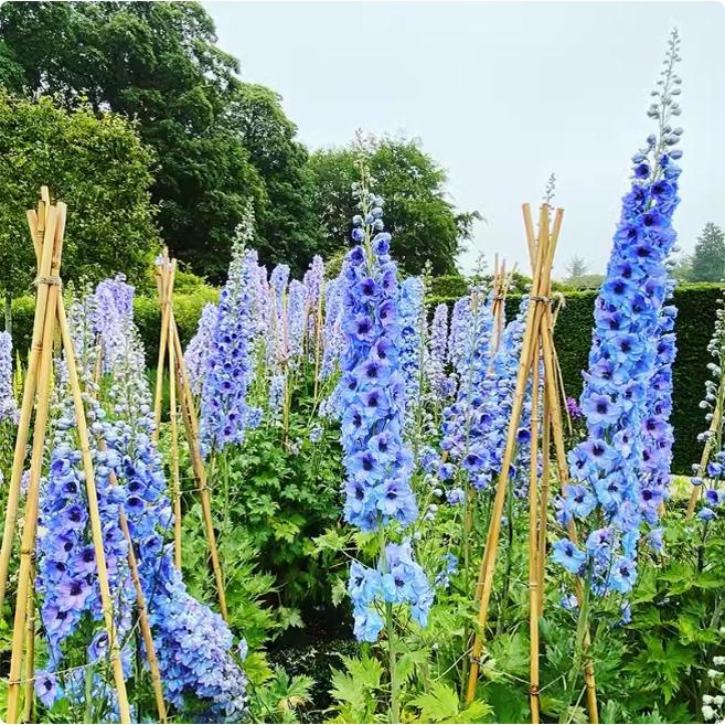 粉色系飞燕草种子宿根大花鲜思雁