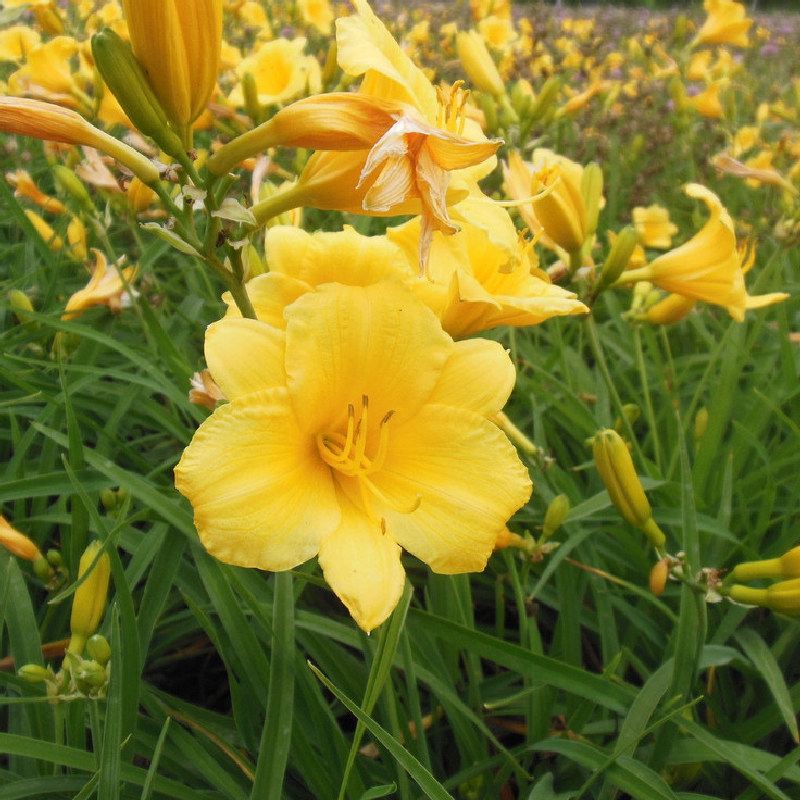 大花萱草种子金娃娃萱草种籽黄花萱草种盆栽花宿根多年耐荫花种子