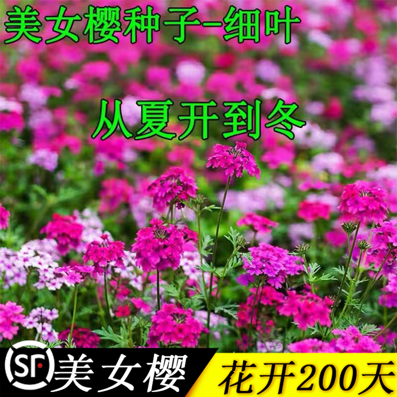 细叶美女樱种子籽芝樱花花种美人