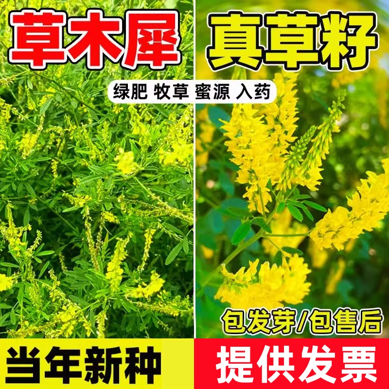 草木犀种子优质牧草种