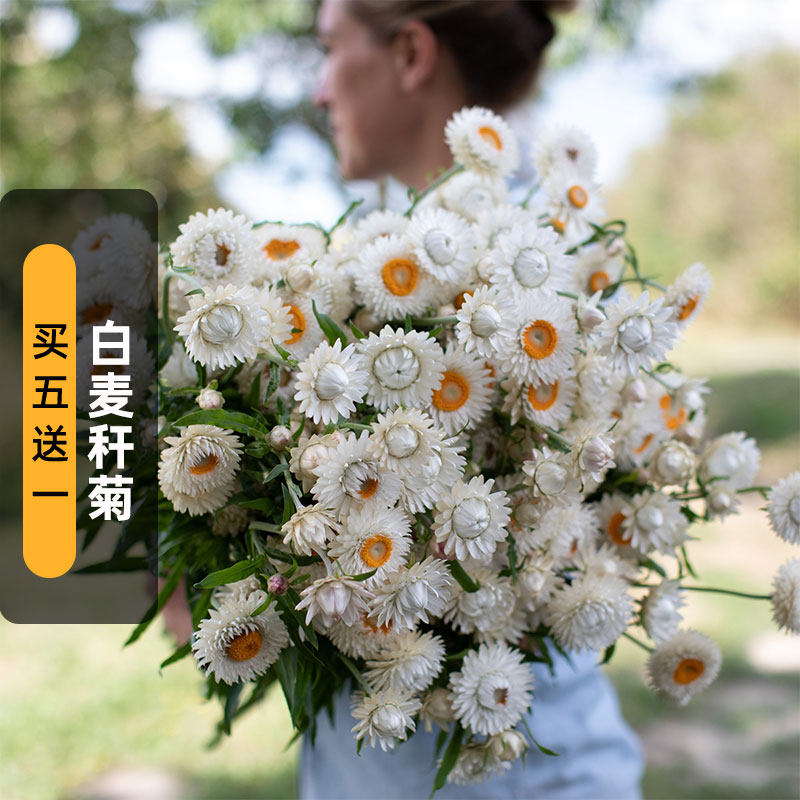 白色麦秆菊种子200粒可切花蜡菊脆菊花籽花园室外阳台盆栽春季播