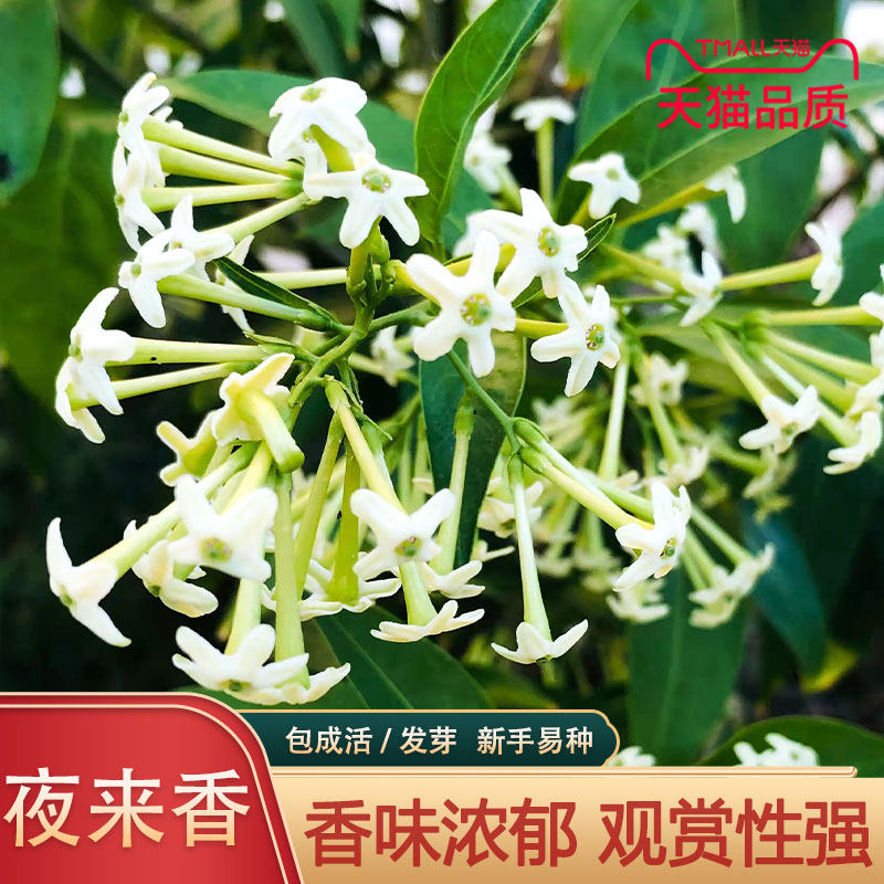 夜来香花种子 家庭阳台室内盆栽易种花卉种子 驱蚊草籽 香气宜人
