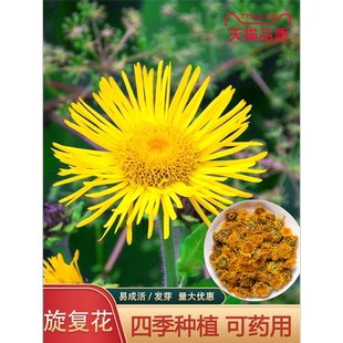 旋覆花种子草籽别名金佛花种子四季金佛草籽六月菊旋复花