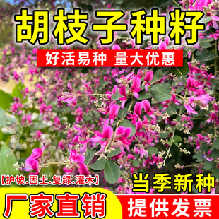 胡枝子种籽护坡固土耐贫瘠草籽边坡复绿工程绿化生态修复灌木种子