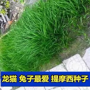 提摩西草种籽兔草种子孑猫尾草种子豚鼠荷兰猪四季多年生牧草种子