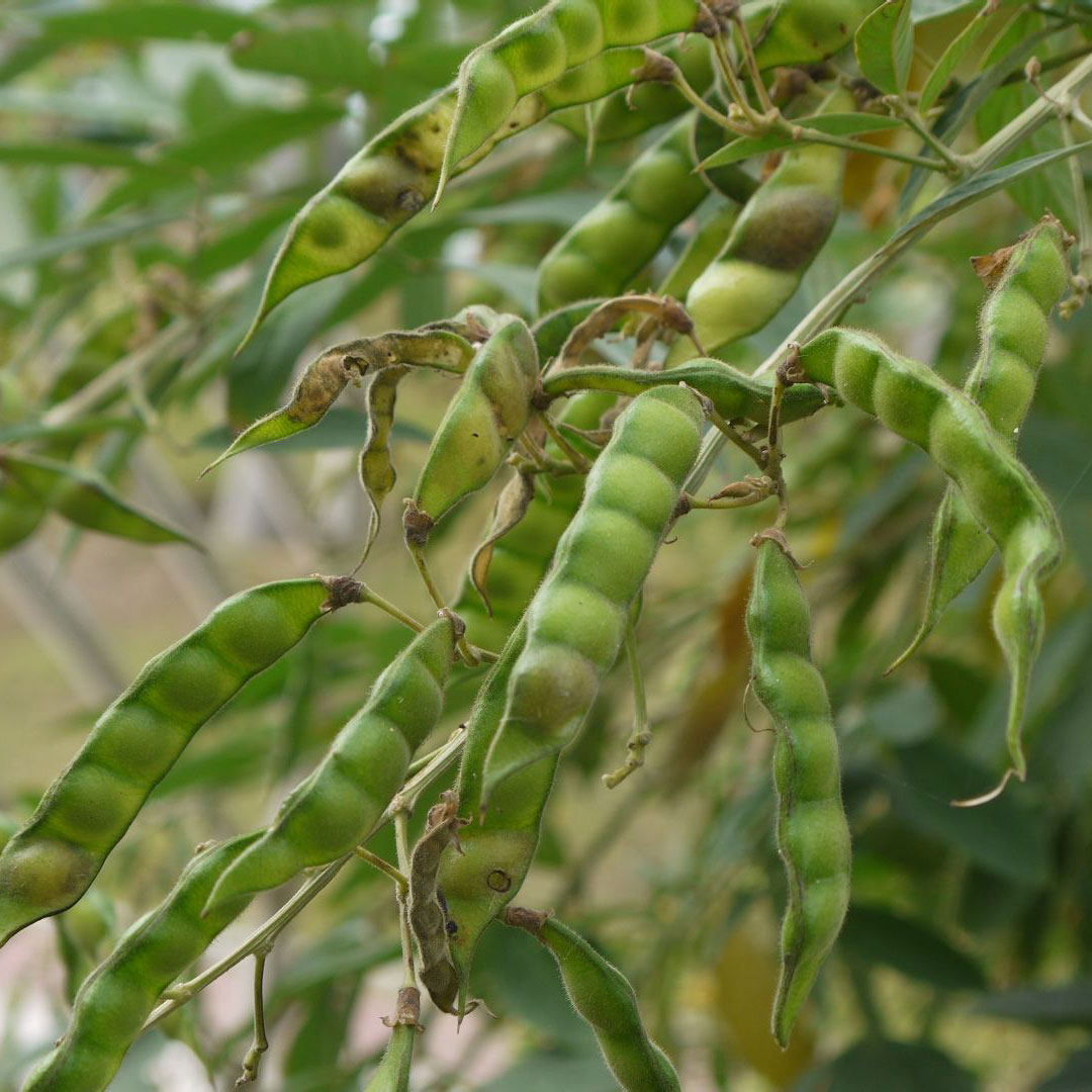 木豆种子豆蓉观音豆树豆柳豆绿化药材护坡灌木种籽多年生绿化固土