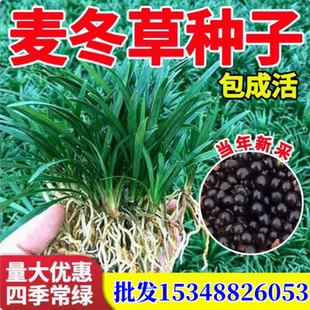 四季常青麦冬草草籽玉龙草日本矮麦冬草种籽细叶麦冬庭院绿化种子
