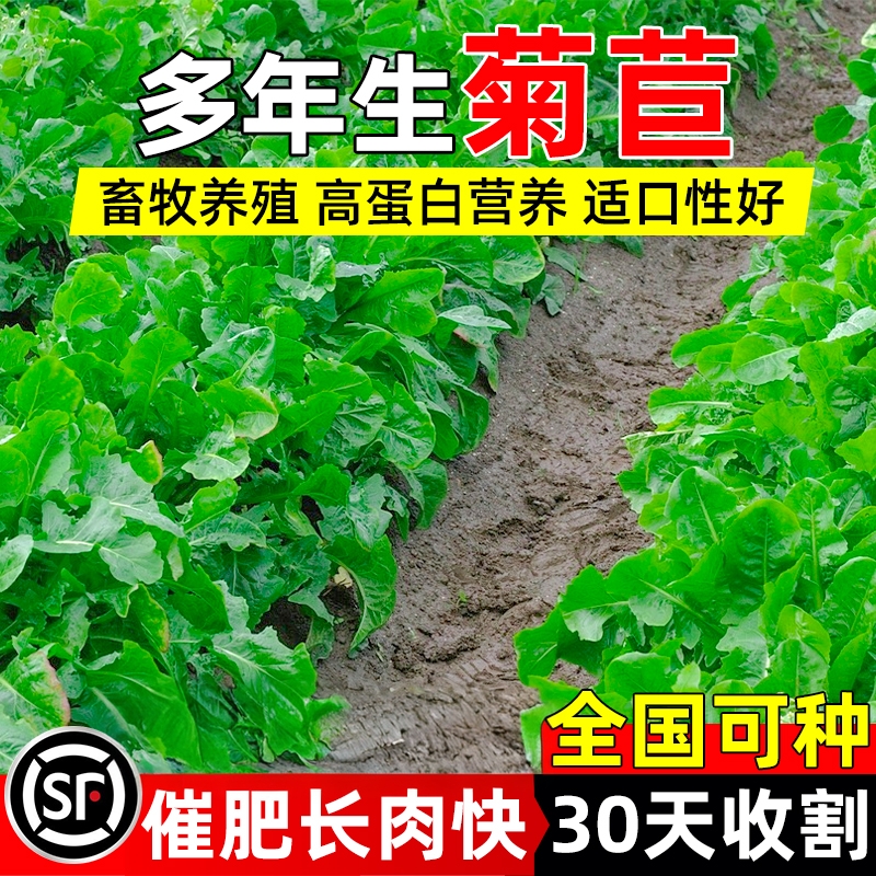大叶将军菊苣种籽四季高产多年生