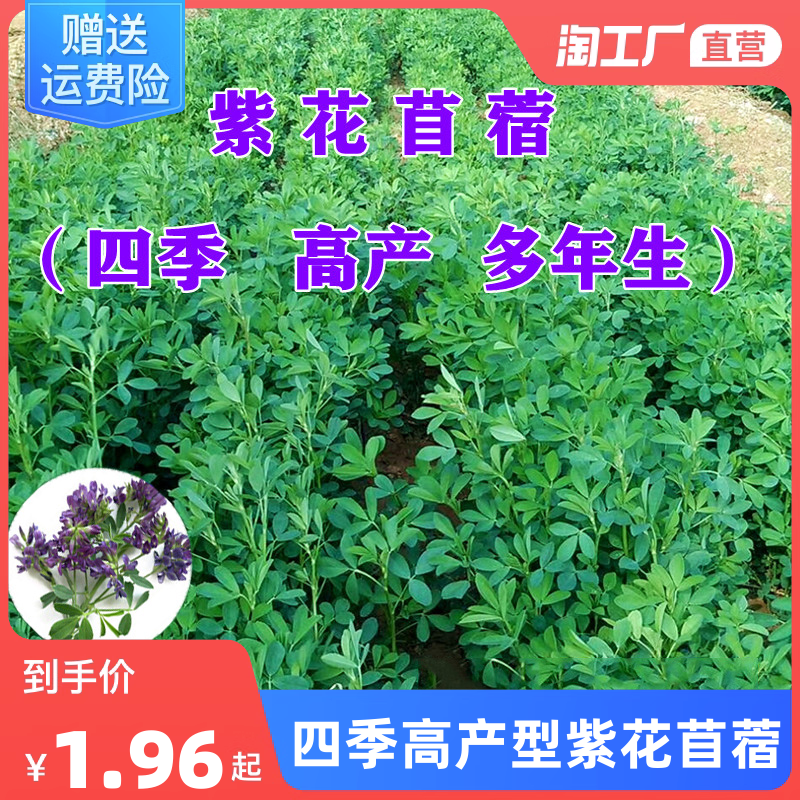 紫花苜蓿草种籽多年生四季养殖喂猪免鸡鸭鹅鱼草籽种植牧草种子孑