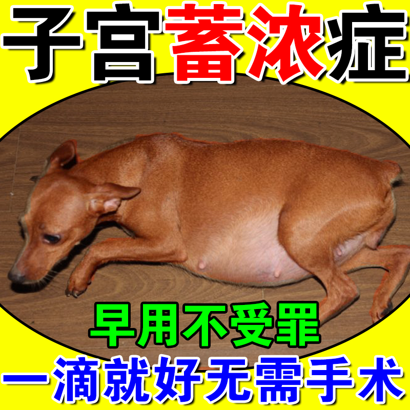 母狗子宫蓄脓宠物宫脓清猫咪狗狗假孕回奶药乳腺炎内膜感染消炎药