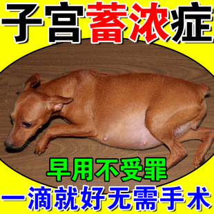 母狗子宫蓄脓宠物宫脓清猫咪狗狗假孕回奶药乳腺炎内膜感染消炎药