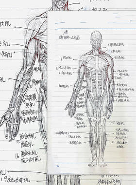 人体结构解剖学医学生基础知识点艺用表情笔记汇总学习素材贴纸
