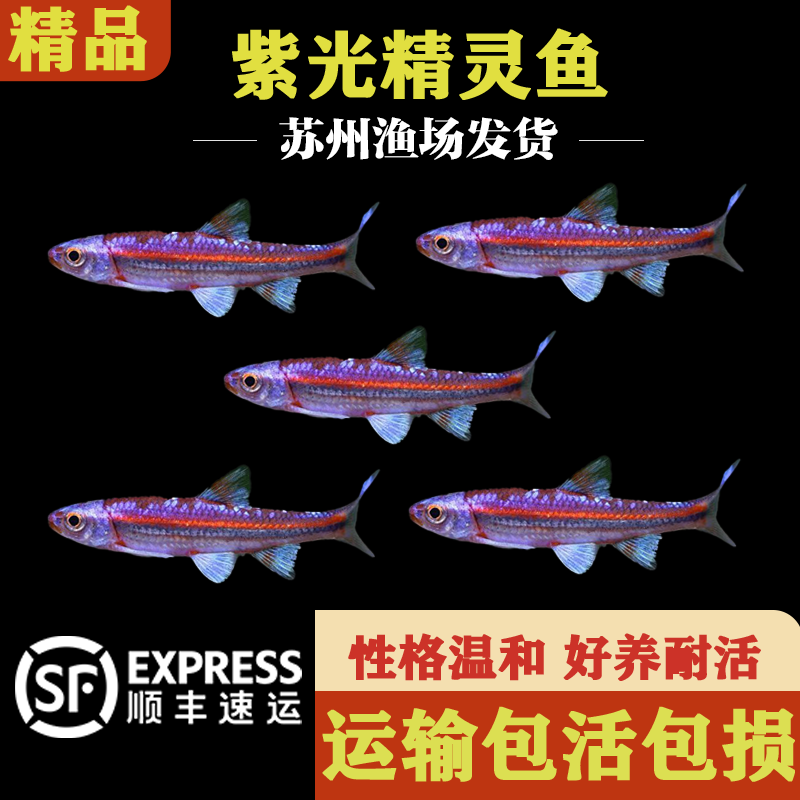 紫光精灵鱼灯鱼霓虹灯鱼原生冷水鱼淡水鱼小型鱼灯科鱼不加温小鱼