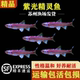 紫光精灵鱼灯鱼霓虹灯鱼原生冷水鱼淡水鱼小型鱼灯科鱼不加温小鱼