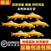 金苔鼠鱼清洁鱼清理藻类鱼工具鱼热带淡水鱼好养清理粪便小鱼鼠鱼