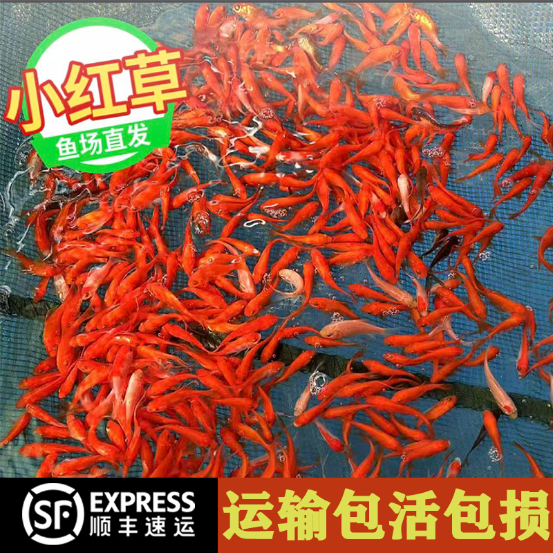 小红草金鱼活体观赏鱼