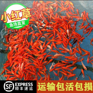 小红草金鱼活体观赏鱼淡水鱼冷水鱼苗鱼场直发包邮包活红金鱼锦鲤