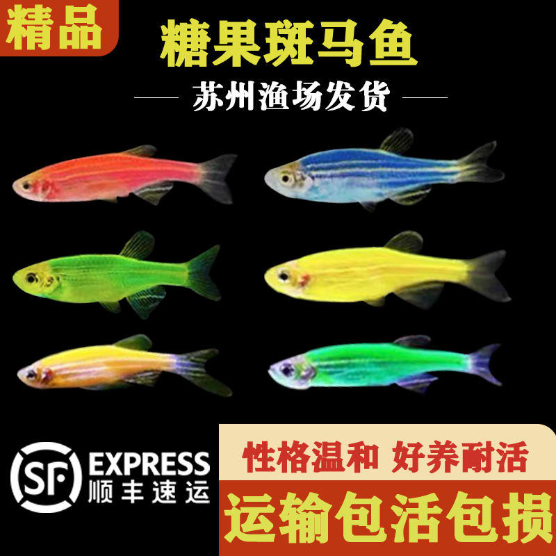 热带鱼观赏鱼斑马鱼精品孔雀鱼黑尾大勾小型鱼活体淡水鱼好养耐活