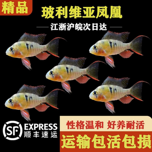 玻利维亚凤凰鱼南美水族短鲷玻利维亚凤凰鱼观赏好养热带淡水活体