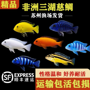 三湖慈雕小型热带鱼淡水鱼短雕小鱼好养耐活鱼凶猛小鱼练手鱼活体