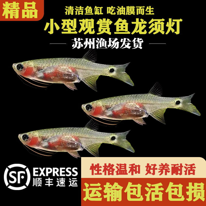 龙须灯鱼小型热带鱼淡水鱼草缸小鱼高端小型观赏鱼好养耐活清洁鱼