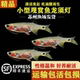 龙须灯鱼小型热带鱼淡水鱼草缸小鱼高端小型观赏鱼好养耐活清洁鱼