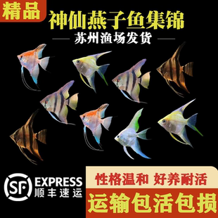 小神仙鱼活体秘鲁燕鱼小型热带淡水观赏鱼好养耐活活体鱼密鲁神仙