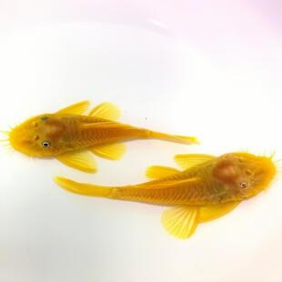 清洁鱼黄金胡子清理饲料残渣粪便小型工具鱼清理绿藻褐藻热带淡水