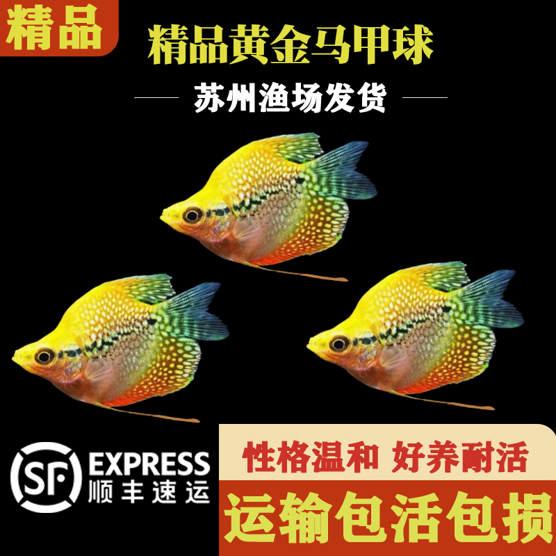 精品黄金马甲球热带淡水鱼新手小鱼观赏鱼曼龙鱼珍珠马甲球可混养