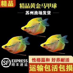 精品黄金马甲球热带淡水鱼新手小鱼观赏鱼曼龙鱼珍珠马甲球可混养