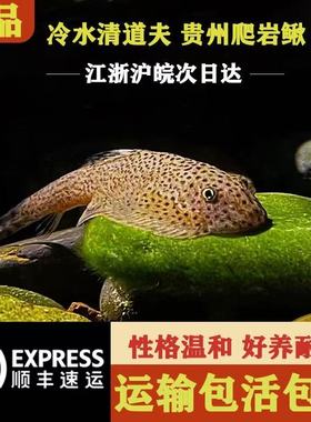 贵州爬岩鳅冷水清道夫鱼清理藻类鱼原生江浙沪皖好养耐活包活包损